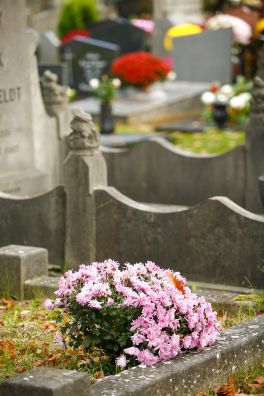 Flowers on grave